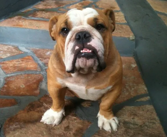 Cachorro ra a Buldog Ingles  idade 1 ano nome Paçoca