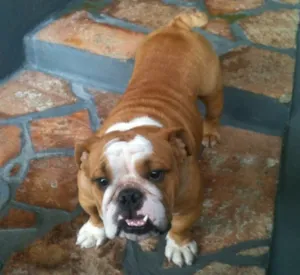 Cachorro raça Buldog Ingles  idade 1 ano nome Paçoca