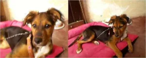 Cachorro raça SRD idade  nome Pixote