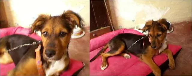 Cachorro ra a SRD idade nome Pixote