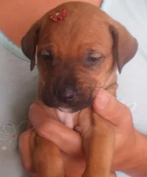 Cachorro raça  idade Abaixo de 2 meses nome a escolher