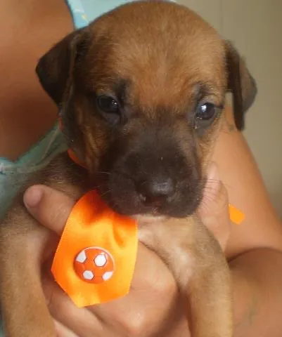 Cachorro ra a idade Abaixo de 2 meses nome a escolher
