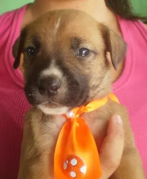 Cachorro raça  idade Abaixo de 2 meses nome a escolher