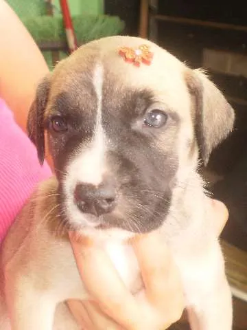 Cachorro ra a  idade Abaixo de 2 meses nome Escolher