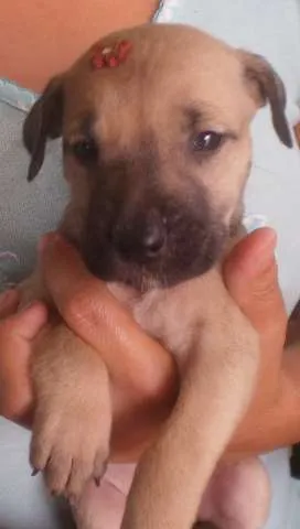 Cachorro raça  idade Abaixo de 2 meses nome Escolher
