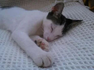 Gato raça RND idade 2 a 6 meses nome Hamisés