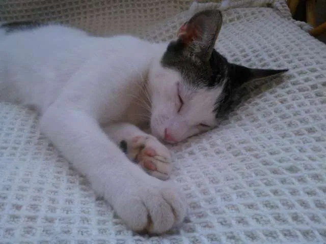 Gato ra a RND idade 2 a 6 meses nome Hamisés