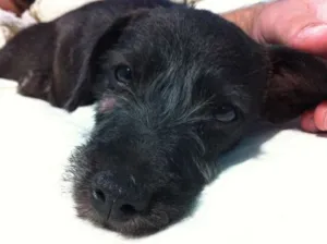 Cachorro raça  idade Abaixo de 2 meses nome Eva
