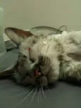 desconhecido