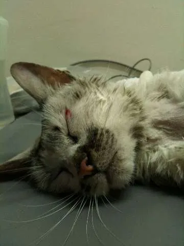 Gato ra a SRD idade 4 anos nome desconhecido