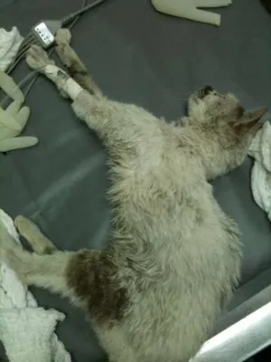 Gato raça SRD idade 4 anos nome desconhecido