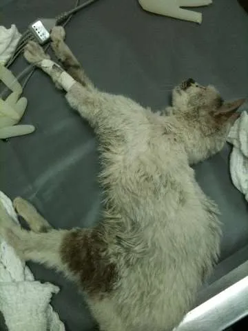 Gato ra a SRD idade 4 anos nome desconhecido