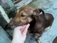 BOMBOM