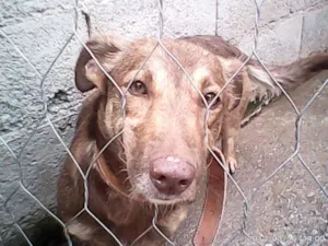 Cachorro raça SRD idade 4 anos nome BOMBOM