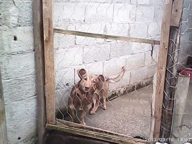 Cachorro ra a SRD idade 4 anos nome BOMBOM