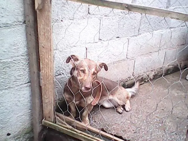 Cachorro ra a SRD idade 4 anos nome BOMBOM
