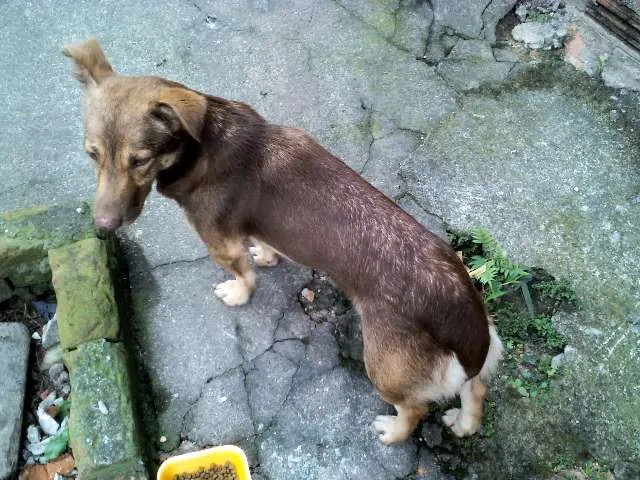 Cachorro ra a SRD idade 4 anos nome BOMBOM