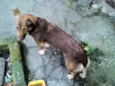 BOMBOM
