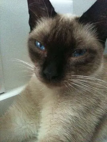 Gato raça Sialata idade 1 ano nome Yoda 