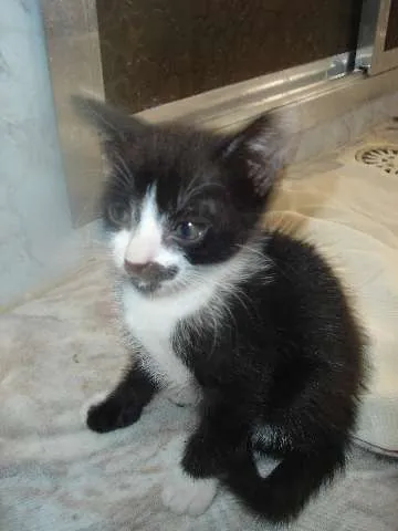 Gato raça Indefinida idade Abaixo de 2 meses nome Max e Zyra