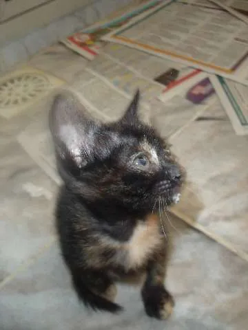 Gato raça Indefinida idade Abaixo de 2 meses nome Max e Zyra