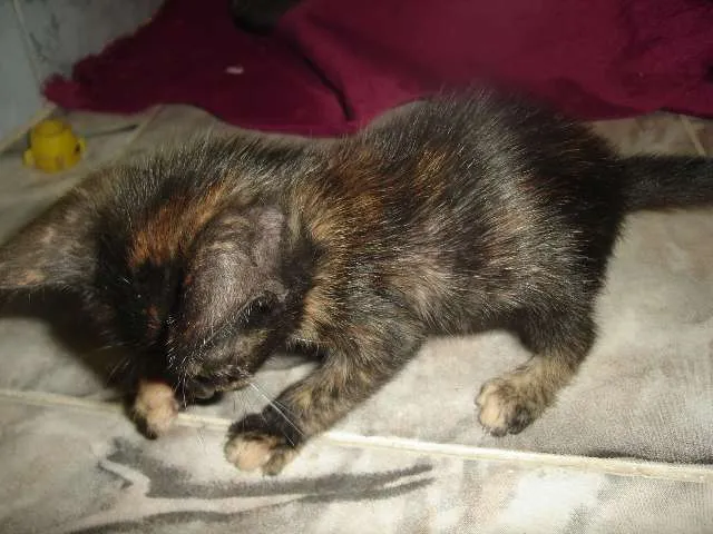 Gato raça Indefinida idade Abaixo de 2 meses nome Max e Zyra