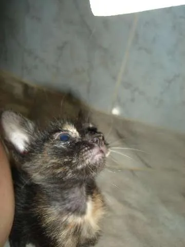 Gato raça Indefinida idade Abaixo de 2 meses nome Max e Zyra