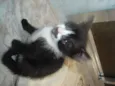Max e Zyra