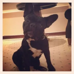 Cachorro raça Bulldog Frances idade 2 anos nome Nation - GRATIFICA