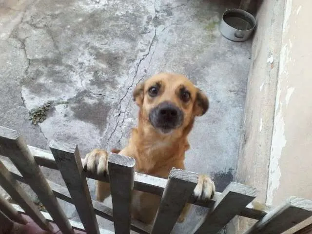 Cachorro ra a LABRADOR COM PAI DESCONECIDO idade 4 anos nome NINA