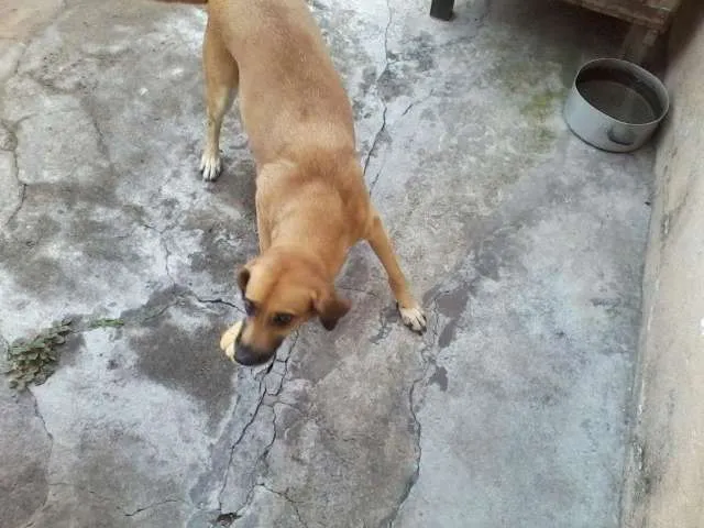 Cachorro ra a LABRADOR COM PAI DESCONECIDO idade 4 anos nome NINA