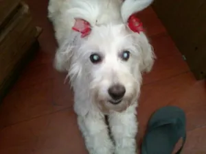 Cachorro raça Maltes c Poodle idade 3 anos nome Princesa