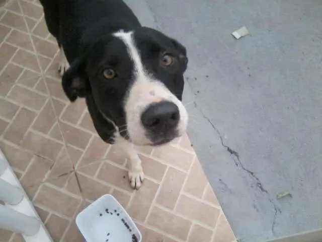 Cachorro ra a Vira-Lata idade 2 anos nome sem nome