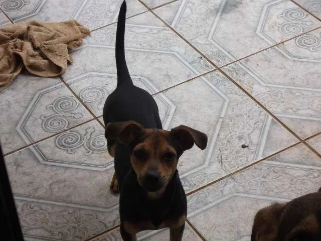 Cachorro ra a Pinscher c\ fox paulistinha idade 7 a 11 meses nome Nono