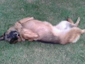 Cachorro raça Pastor Alemão idade 3 anos nome Shira
