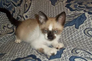 Gato raça  idade 2 a 6 meses nome TOM