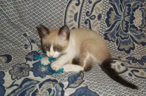 Gato raça  idade 2 a 6 meses nome TARSO