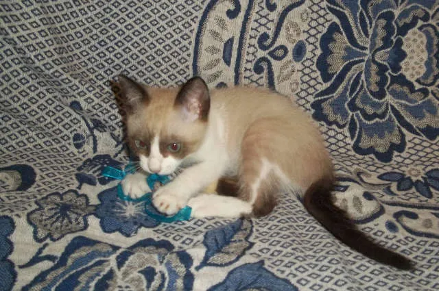 Gato ra a  idade 2 a 6 meses nome TARSO