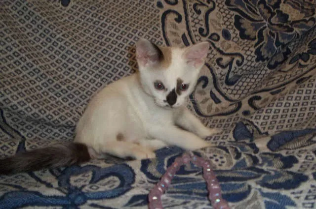 Gato ra a  idade 2 a 6 meses nome CLARINHA