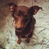 Cachorro ra a SRD idade 1 ano nome Lady