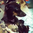 Lady