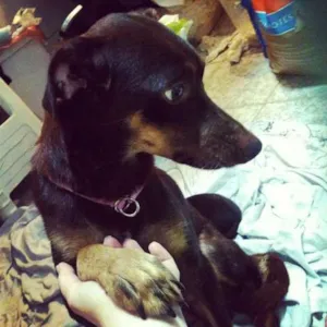 Cachorro raça SRD idade 1 ano nome Lady