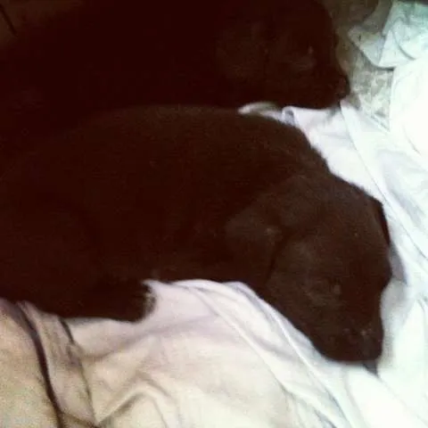 Cachorro ra a SRD idade Abaixo de 2 meses nome Leka