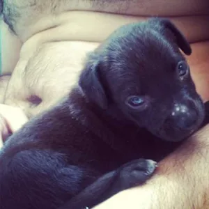Cachorro raça SRD idade Abaixo de 2 meses nome Leka