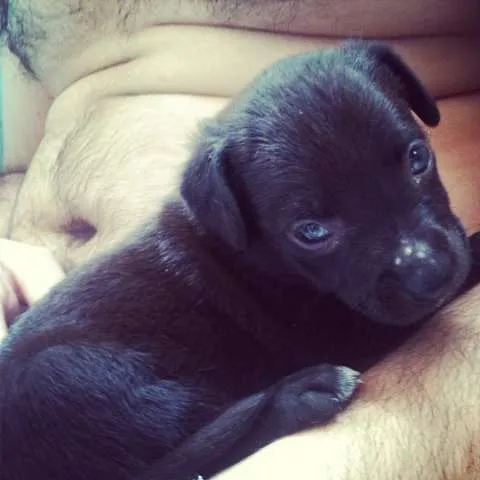 Cachorro ra a SRD idade Abaixo de 2 meses nome Leka