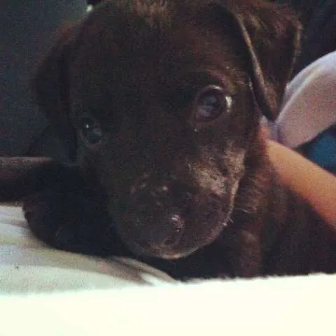 Cachorro ra a SRD idade Abaixo de 2 meses nome Leka
