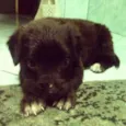 Lola