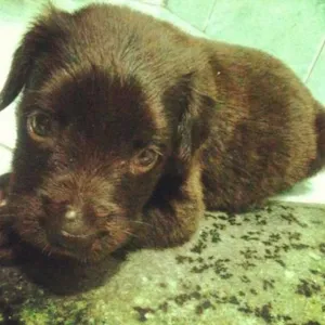 Cachorro raça SRD idade Abaixo de 2 meses nome Lola