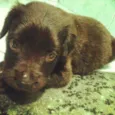 Lola