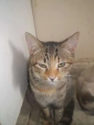 Gato raça SRD idade 2 a 6 meses nome Samira